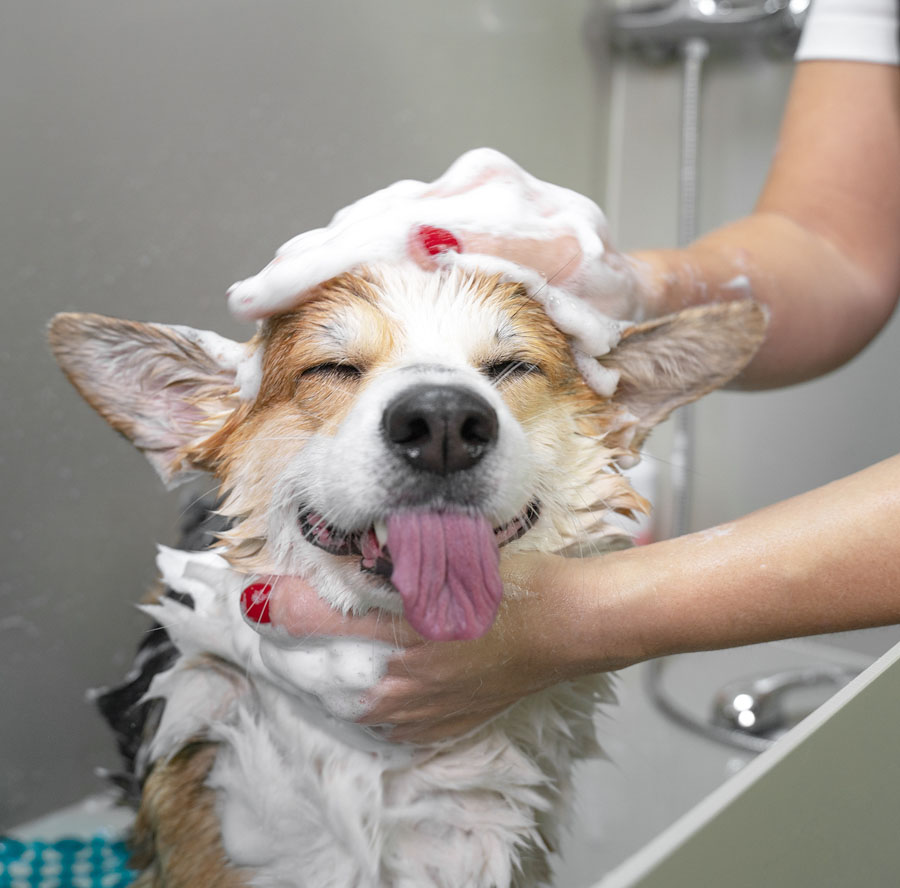 About Our Agency - View of Happy Dog Getting a Bath