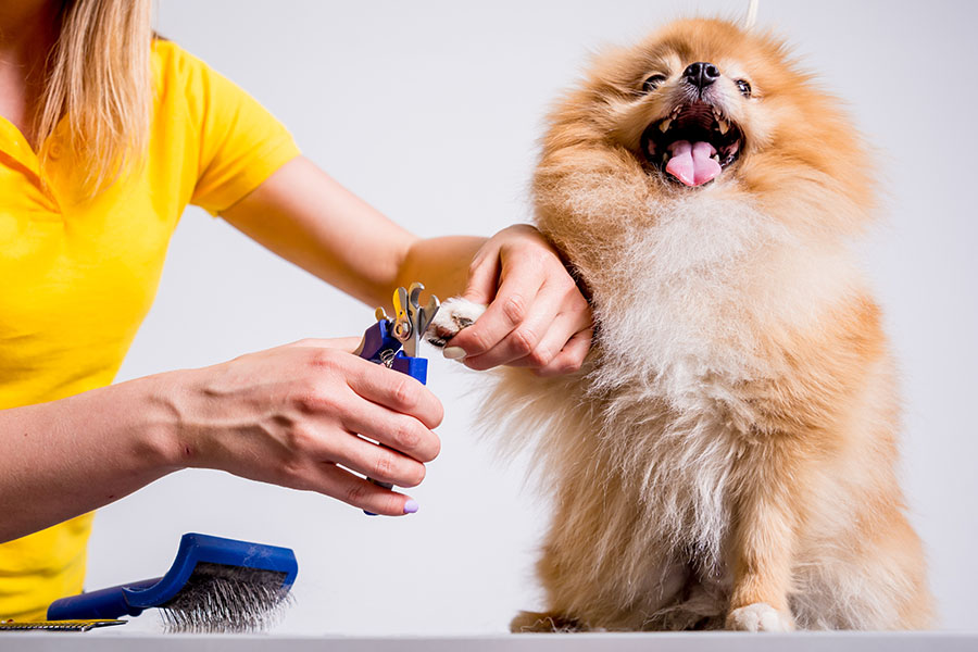 Mobile Groomer Insurance - Dog Groomer Clipping the Nails of a Small Dog